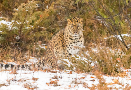 An Amur leopard moves silently through a snowy forest, golden coat rosetted against white drifts, sharp eyes scanning for prey as it stalks with patience, power, and cold-weather grace.の写真素材