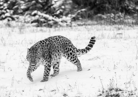 An Amur leopard moves silently through a snowy forest, golden coat rosetted against white drifts,...