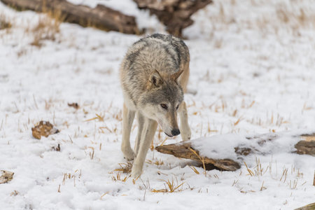 A lone tundra wolf moves through a snowy forest.