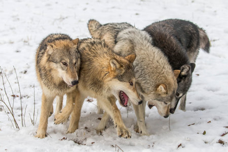 A pack of tundra wolves moves through a snowy forest, nuzzling and pacing together in quiet unity, sharing playful moments and trust before instincts sharpen and they set out to hunt.の写真素材