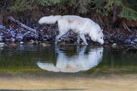 An arctic wolf prowls along a frozen riverbank, its white coat blending with snow, eyes sharp and...