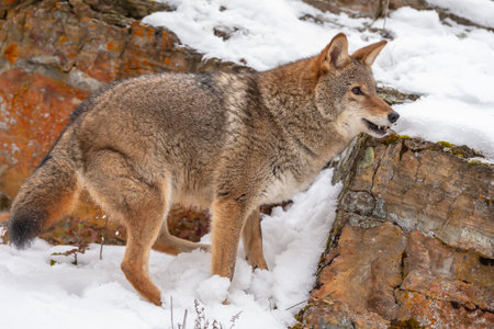 A coyote moves cautiously through Montanaâ€™s snowy mountains, nose to the ground, eyes alert,...