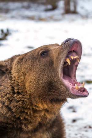 A grizzly bear lumbers through Montanaâ€™s snowy wilderness, savoring the crisp winter air,...