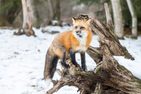 A red fox darts through the snowy landscape, ears perked and eyes sharp, moving silently over...