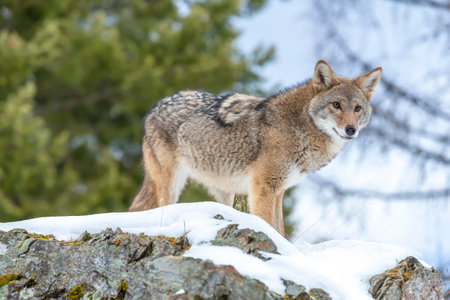 A coyote moves cautiously through Montanaâ€™s snowy mountains, nose to the ground, eyes alert,...