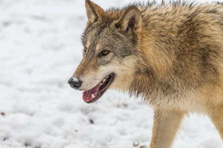 A pack of tundra wolves moves through a snowy forest, nuzzling and pacing together in quiet unity,...