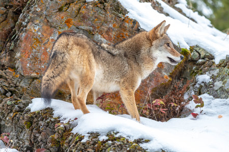 A coyote moves cautiously through Montanaâ€™s snowy mountains, nose to the ground, eyes alert,...