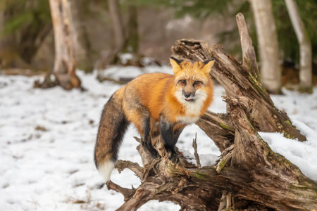 A red fox darts through the snowy landscape, ears perked and eyes sharp, moving silently over...