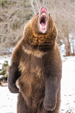 A grizzly bear lumbers through Montanaâ€™s snowy wilderness, savoring the crisp winter air,...