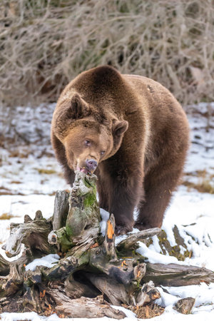 A grizzly bear lumbers through Montanaâs snowy wilderness, savoring the crisp winter air, exploring the frosted landscape, and preparing to hunt for food on a cold, quiet day.の写真素材