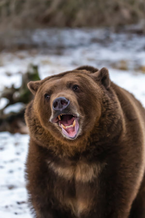 A grizzly bear lumbers through Montanaâs snowy wilderness, savoring the crisp winter air, exploring the frosted landscape, and preparing to hunt for food on a cold, quiet day.の写真素材