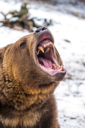 A grizzly bear in Montanaâ€™s snowy wilderness, exploring the frosted landscape on a cold,...
