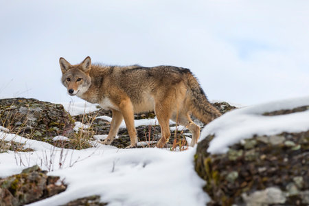 A coyote moves cautiously through Montanaâs snowy mountains, nose to the ground, eyes alert, ears perked, seeking a meal amid frost-covered slopes on a cold, quiet winter day.の写真素材
