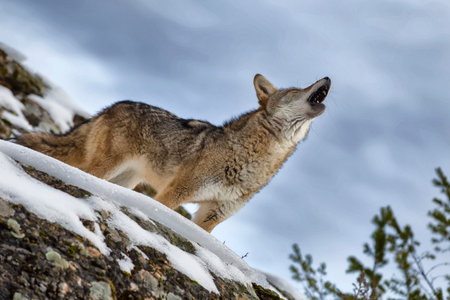 A lone coyote stands atop a Montana mountain, howling into the cold air, then moves cautiously...