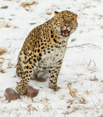 An Amur leopard moves silently through a snowy forest, golden coat rosetted against white drifts, sharp eyes scanning for prey as it stalks with patience, power, and cold-weather grace.の写真素材