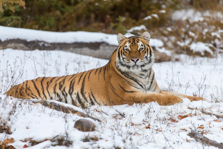 A Bengal tiger pads silently through a snowy forest, striped golden coat stark against white drifts, keen eyes scanning for prey as it stalks with patience, power, and winter-honed grace.の写真素材
