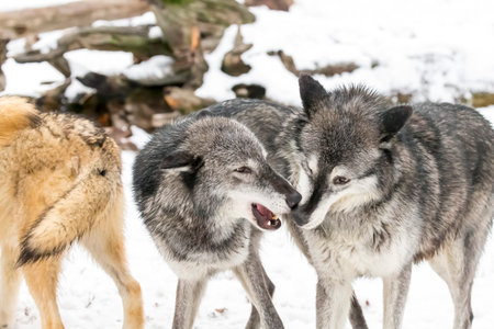 A pack of tundra wolves moves through a snowy forest, nuzzling and pacing together in quiet unity, sharing playful moments and trust before instincts sharpen and they set out to hunt.の写真素材