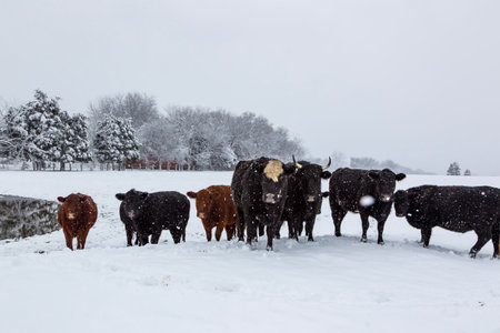 herd of cows huddle close, their breath visible in the icy air, as snow gently blankets their backs while they graze in a frost-covered pasture amid the stillness of a winter day.の写真素材