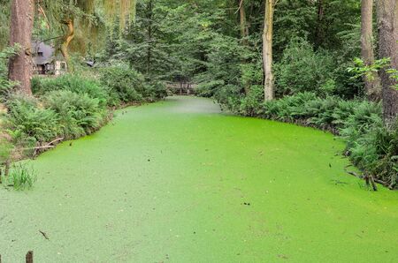 Green water and plant. Green river and bushes in the urban park of Pszczyna in Poland.の写真素材