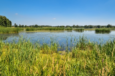 Sunny summer landscape. Beautiful pond with green grass.の写真素材