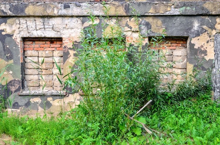 Old abandoned building. Damaged wall and green bushes.の写真素材