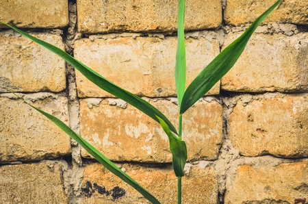 Stone and plant abstract background. Brick wall and green plant.の写真素材