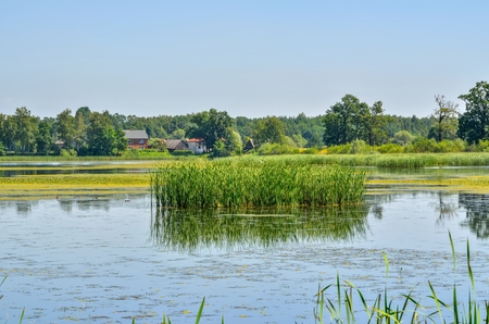 Sunny summer landscape. Beautiful pond with green grass.の写真素材