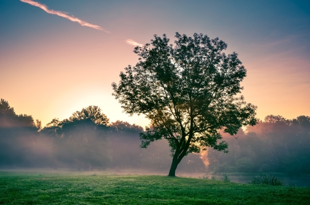 Sunrise in the urban park. Lone tree against a colorful sky.の写真素材