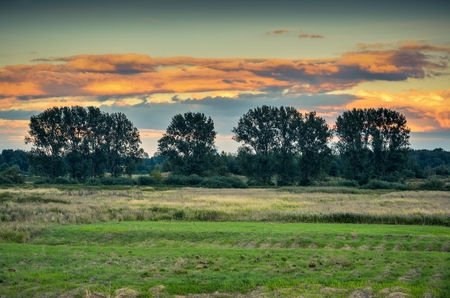 Beautiful summer landscape. Trees against a background of beautiful sky color.の写真素材
