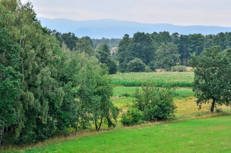 Green summer landscape. Green trees, hills and mountains in the background.の写真素材