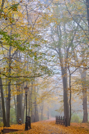 Beautiful autumn landscape. Walkway with autumn colored leaves in the park.の写真素材