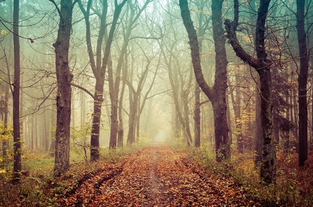 Beautiful abstract autumn landscape. Road with misty trees in the forest.の写真素材