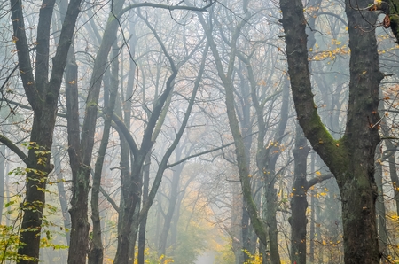 Beautiful autumn landscape. Misty trees in the forest.の写真素材