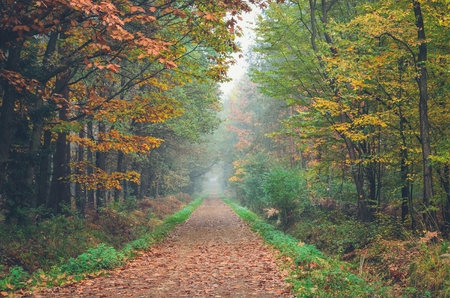 Beautiful autumn landscape. Road with colorful trees in the forest.の写真素材