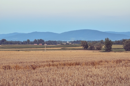 Summer rural landscape. Meadows and mountains in summer evening scene.の写真素材