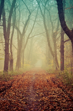Beautiful abstract autumn landscape. Road with misty trees in the forest.の写真素材
