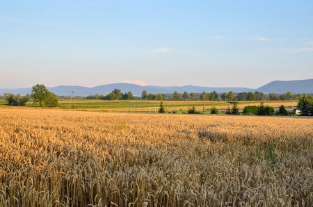 Summer afternoon landscape. Beautiful rural scenery with mountains in the background.の写真素材