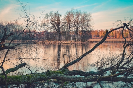 Beautiful water nature. A fallen tree on the shore of the lake.の写真素材