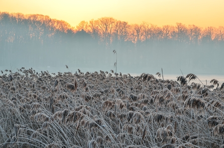 Beautiful winter landscape. Dry frosted plants by the lake in the morning.の写真素材
