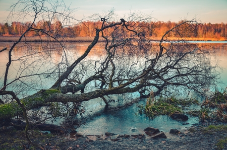 Beautiful water nature. A fallen tree on the shore of the lake.の写真素材