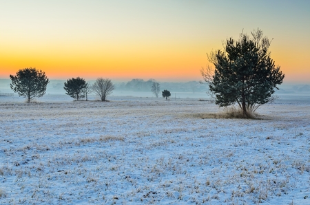 Winter morning landscape. Trees on a rural meadow in a misty morning scenery.の写真素材