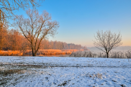 Winter morning landscape. Plants and trees by the lake.の写真素材