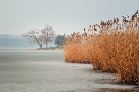 Winter morning landscape. Peninsula with trees on a frozen lake.の写真素材
