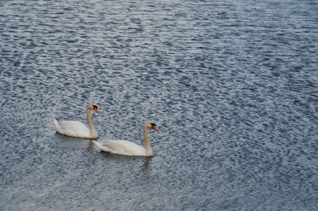 Wild birds flying. Swans in a rural pond.の写真素材