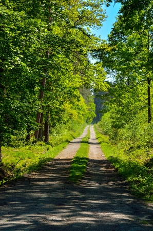 Spring forest landscape. A road among green trees.の写真素材