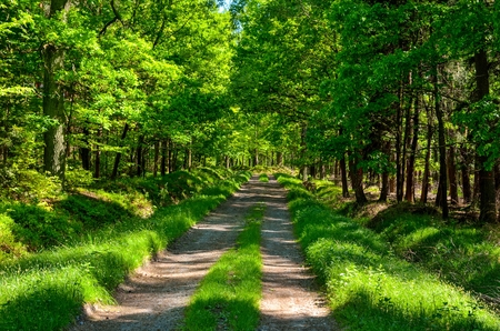 Spring forest landscape. A road among green trees.の写真素材
