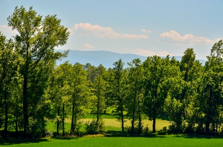 Beautiful spring landscape. Green trees and clearing with mountains in the background.の写真素材