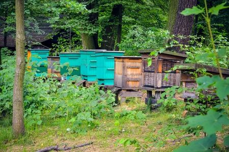 Beekeeping in the forest. Colorful wooden beehives in the bosom of nature.の写真素材