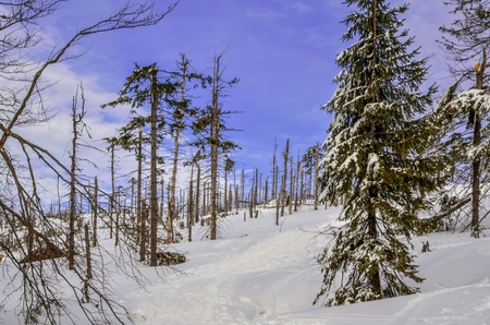 Beautiful fairy-tale winter landscape. Trees and white snow on a mountain trail.の写真素材