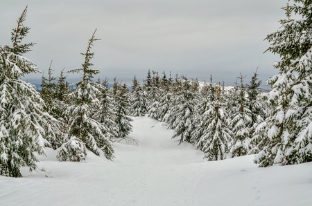 Beautiful snow-white mountain landscape. Snow-covered green Christmas trees on a mountain trail.の写真素材